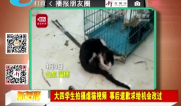 虐猫视频,人性与道德的拷问